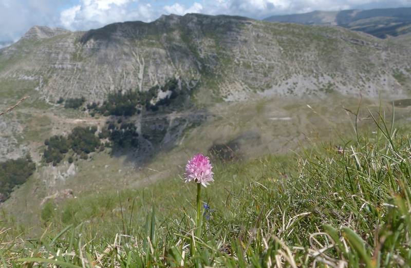 Monte Velino e Monti della Duchessa, le orchidee e la Natura  2024.